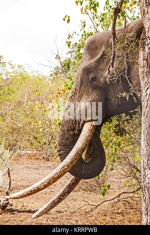 L'éléphant africain (Loxodonta africana) 9 Banque D'Images