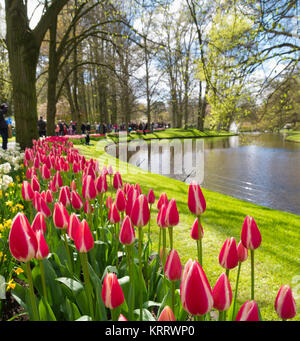 Tulipes en fleurs colorées Banque D'Images