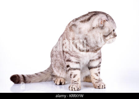 Scottish Fold cat bicolor bandes sur fond blanc Banque D'Images