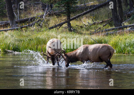 KÃ¤mpfende 41 M. Hirsche a Wapiti Wapiti 41 taureaux en lutte, Banque D'Images