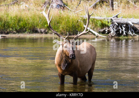 Hirsch 50 Wapiti Wapiti, bull 50 Banque D'Images