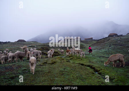 Troupeau d'alpagas au Q'ero village de Andes près de la Vallée Sacrée. Q'ero sont considérés comme les ancêtres spirituels des Incas vivant à 4300 mètres d'altitude* Banque D'Images