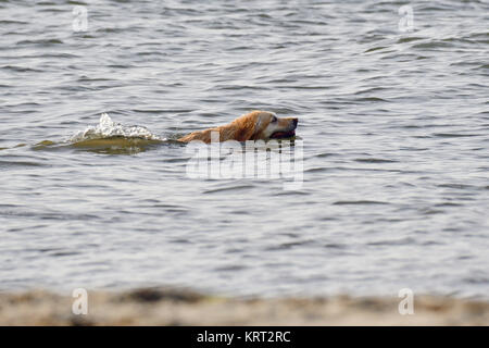 Golden retriever sur la plage Banque D'Images