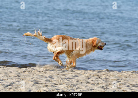 Golden retriever sur la plage Banque D'Images