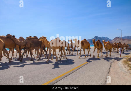 Al Mughsayl, Oman - 10 janvier : chameaux être conduit aux pâturages, accompagnés de leur propriétaire dans le camion. Jan 10, 2016. Banque D'Images