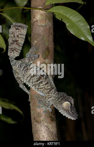 Giant gecko à queue de feuille, Uroplatus fimbriatus Banque D'Images