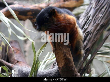 L'écureuil Prevost Callosciurus prevostii) (alias l'écureuil de couleur tri Asiatique Banque D'Images