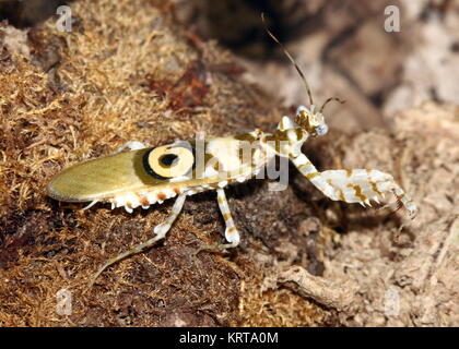 Fleur épineuse de l'Afrique de l'Est (Pseudocreobotra wahlbergi mantis) balade Banque D'Images