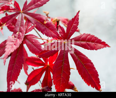 Acer palmatum in close up Banque D'Images