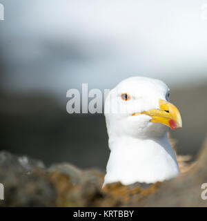 Visage d'une mouette Banque D'Images