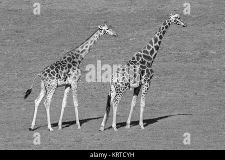 La Girafe (Giraffa) est une espèce d'ongulés artiodactyles (à l'Afrique, le plus grand mammifère terrestre vivant et le plus grand des animaux ruminants. Banque D'Images