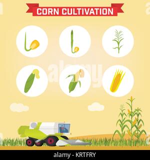 Infographie la culture du maïs. Phases de croissance de la graine à la plante adulte. Moissonneuse-batteuse pour la récolte du maïs dans le champ. Vector illustration Illustration de Vecteur