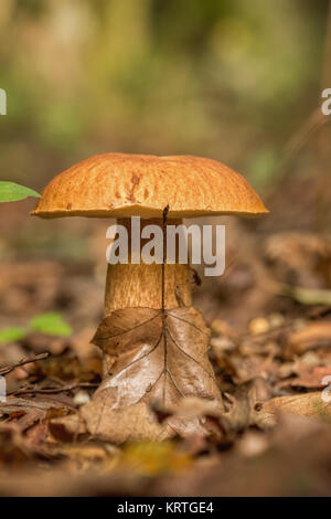 Champignons Porcini sur la litière (Boletus edulis) Banque D'Images