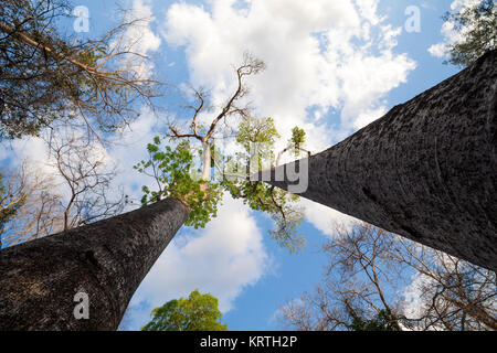 Les baobabs dans le Parc National Ankarafantsika Banque D'Images