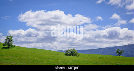 Trois arbres sur le haut de la colline verte. Et bleu ciel nuageux sur l'arrière-plan Banque D'Images