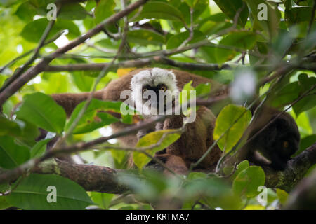 Lémurien à tête blanche (Eulemur albifrons) on tree Banque D'Images