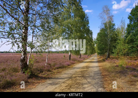 Blühende im Spätsommer Heidelandschaft mit Wanderweg Heath - paysage avec la floraison de la Bruyère, Calluna vulgaris et chemin de randonnée Banque D'Images