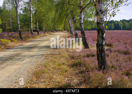 Blühende im Spätsommer Heidelandschaft mit Wanderweg Heath - paysage avec la floraison de la Bruyère, Calluna vulgaris et chemin de randonnée Banque D'Images