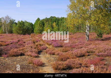 Blühende im Spätsommer Heidelandschaft mit Wanderweg Heath - paysage avec la floraison de la Bruyère, Calluna vulgaris et chemin de randonnée Banque D'Images