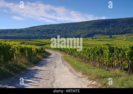 Weinberge im Elsass, Frankreich - Vignoble en Alsace, France Banque D'Images