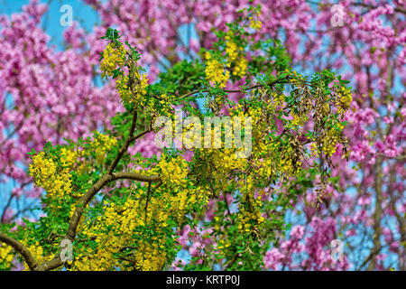 Fleurs Laburnum commun Banque D'Images