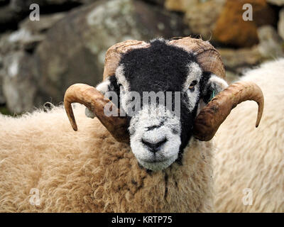 Cumbria, Angleterre, Royaume-Uni Banque D'Images