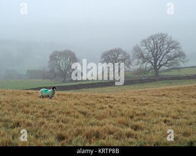 Les moutons à face noire colorant bleu avec marquage sur golden fellside pâturage rugueux avec des frênes dans la brume ou les nuages bas en Cumbria, Angleterre, Royaume-Uni Banque D'Images