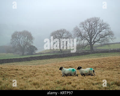 Les moutons à face noire colorant bleu avec marquage sur golden fellside pâturage rugueux avec des frênes dans la brume ou les nuages bas en Cumbria, Angleterre, Royaume-Uni Banque D'Images