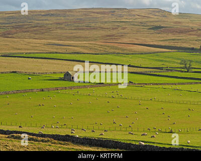 Vue de Bankhead Moor sur terrain-maison (grange) dans les champs verts de terres agricoles avec des prairies d'or Plain & Gaythorn Orton fells Cumbria, Angleterre, Royaume-Uni Banque D'Images