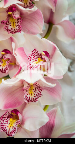 White Orchid Flowers close up Banque D'Images