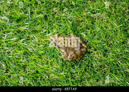 Une petite grenouille verte Banque D'Images