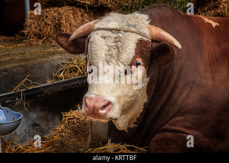 Bull musculaire massive couché sur la paille dans la grange Banque D'Images