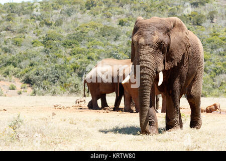 L'éléphant africain marche loin de la digue Banque D'Images