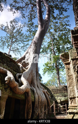 Ta Prohm Temple, Angkor, Cambodge Banque D'Images