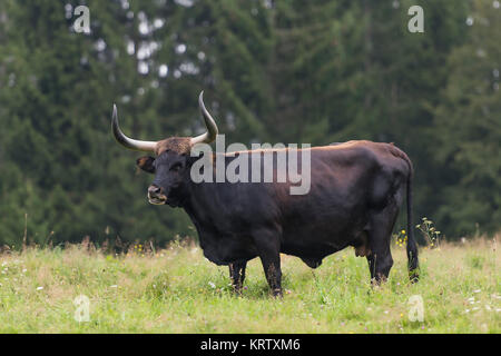 aurochs Banque D'Images