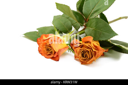 Ils ont perdu deux fleurs rose orange sur tiges feuillues Banque D'Images