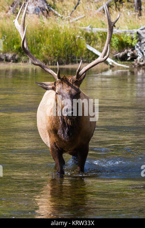 Hirsch 63 Wapiti Wapiti, bull 63 Banque D'Images