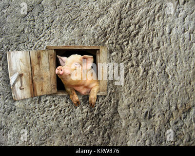 Pig donne à partir de la fenêtre sur le mur de pierre Banque D'Images