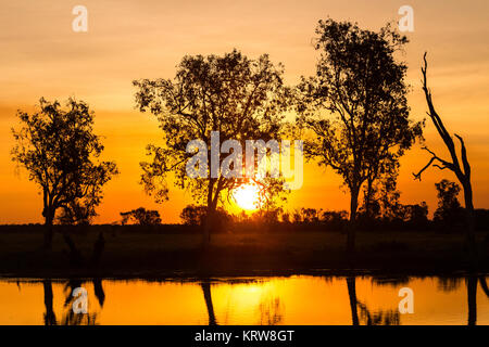 Coucher du soleil derrière les arbres de Billabong Yellow Waters, le Kakadu National Park, Territoire du Nord Australie Banque D'Images