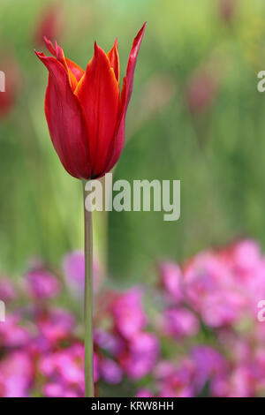 Lily-flowered tulip tulipa reine de Saba avant vert et rose Banque D'Images