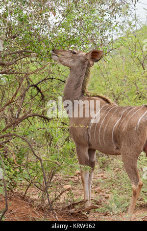 Grand Koudou femelle dans la réserve de chasse Pilanesberg, Afrique du Sud Banque D'Images