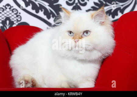 Persian cat aristocratique Banque D'Images