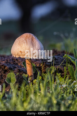 Champignons sauvages qui pousse sur de la bouse de vache. Banque D'Images