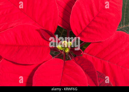 Fleur rouge de Noël, Poinsettia, Close up Banque D'Images