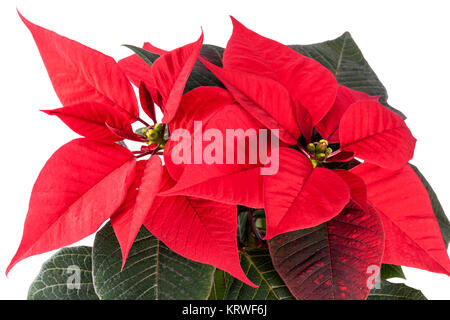 Fleurs de Poinsettia Noël isolé sur fond blanc Banque D'Images