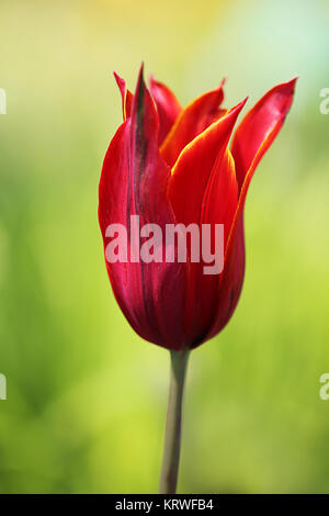 Lily-flowered tulip tulipa reine de Saba Banque D'Images