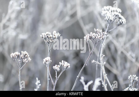 Le givre sur les plantes en hiver Domaine Banque D'Images