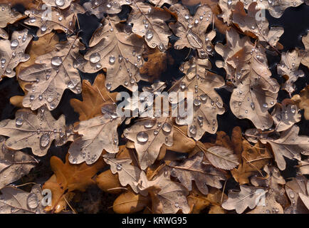 feuilles de chêne brun en automne, flottant dans l'eau avec des gouttes d'eau Banque D'Images