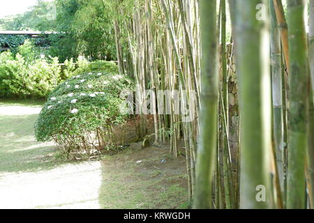 Beau paysage arbre bambou background Banque D'Images