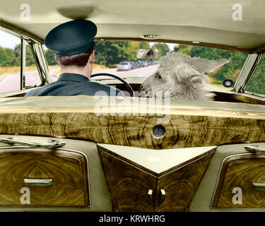 Âne dans le siège passager, Angleterre, Grande-Bretagne Banque D'Images